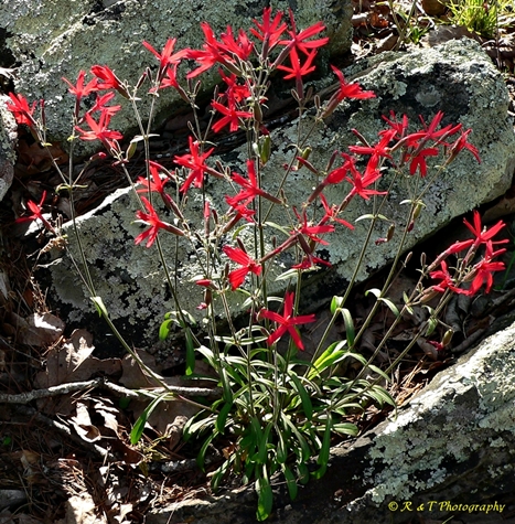 {Silene virginica}